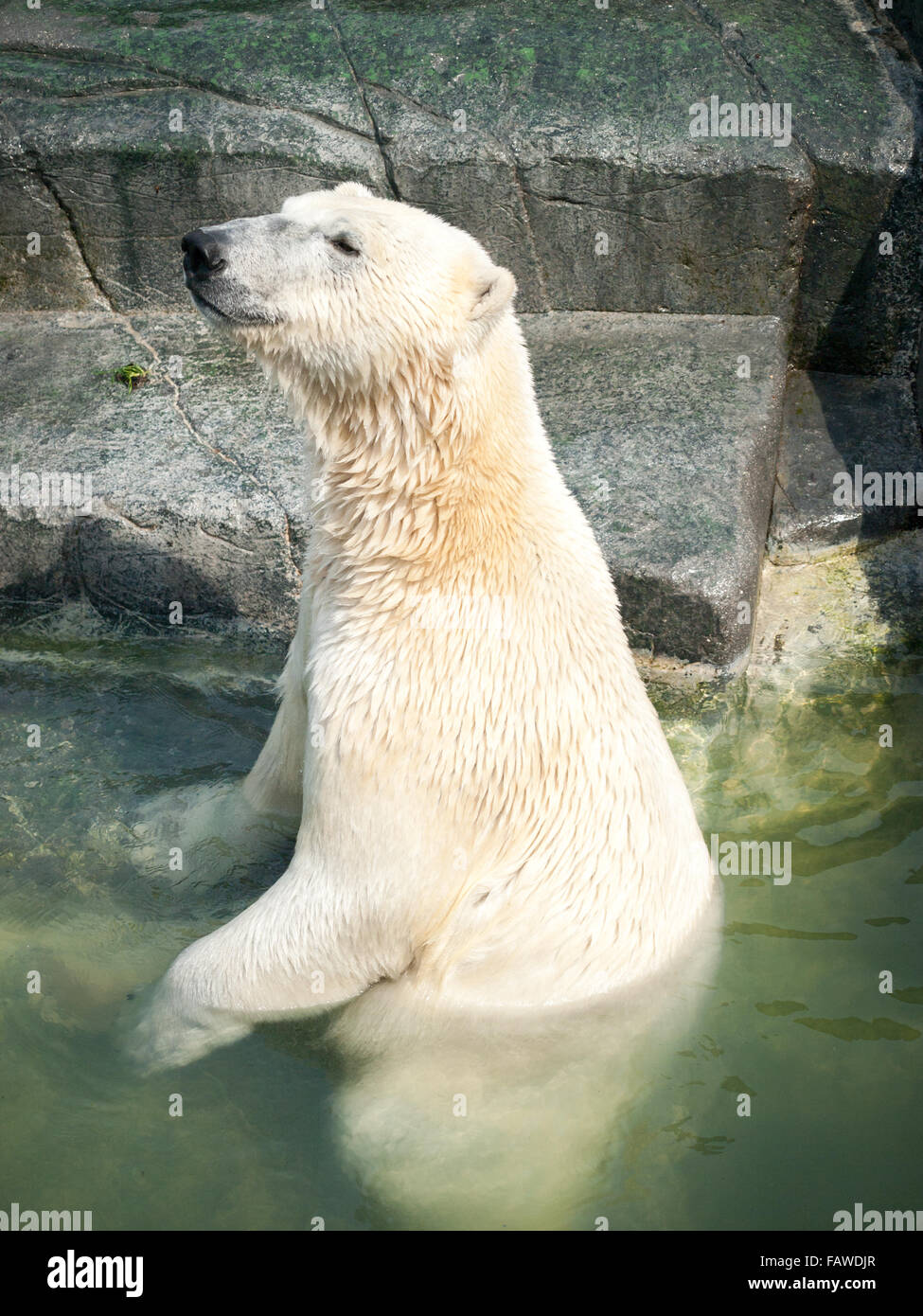 Un orso polare nuota presso lo zoo di Copenaghen a Copenaghen, in Danimarca. Foto Stock
