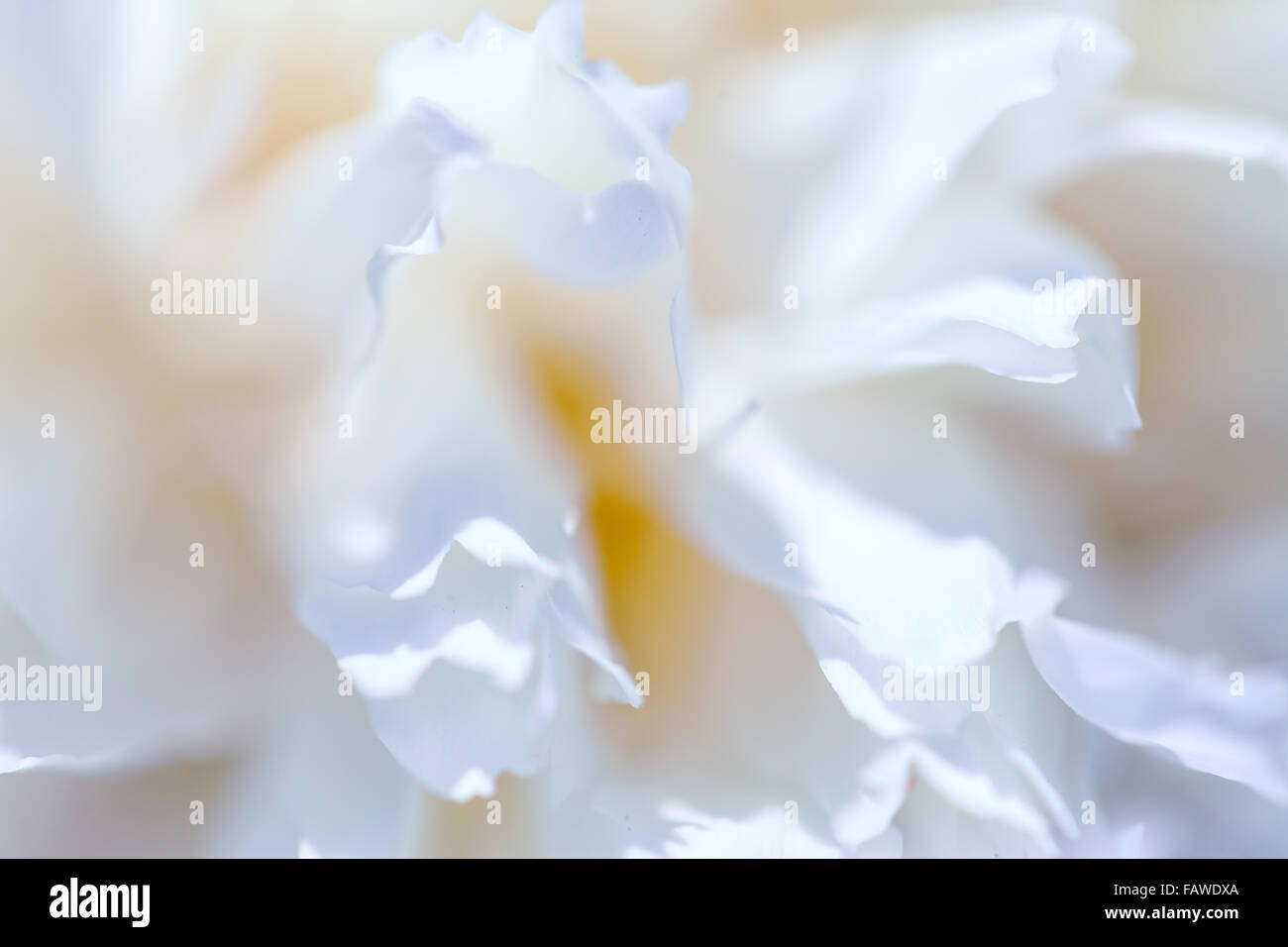 Abstract bella dolce fiore di primavera sullo sfondo. Primo piano con soft focus. Foto Stock