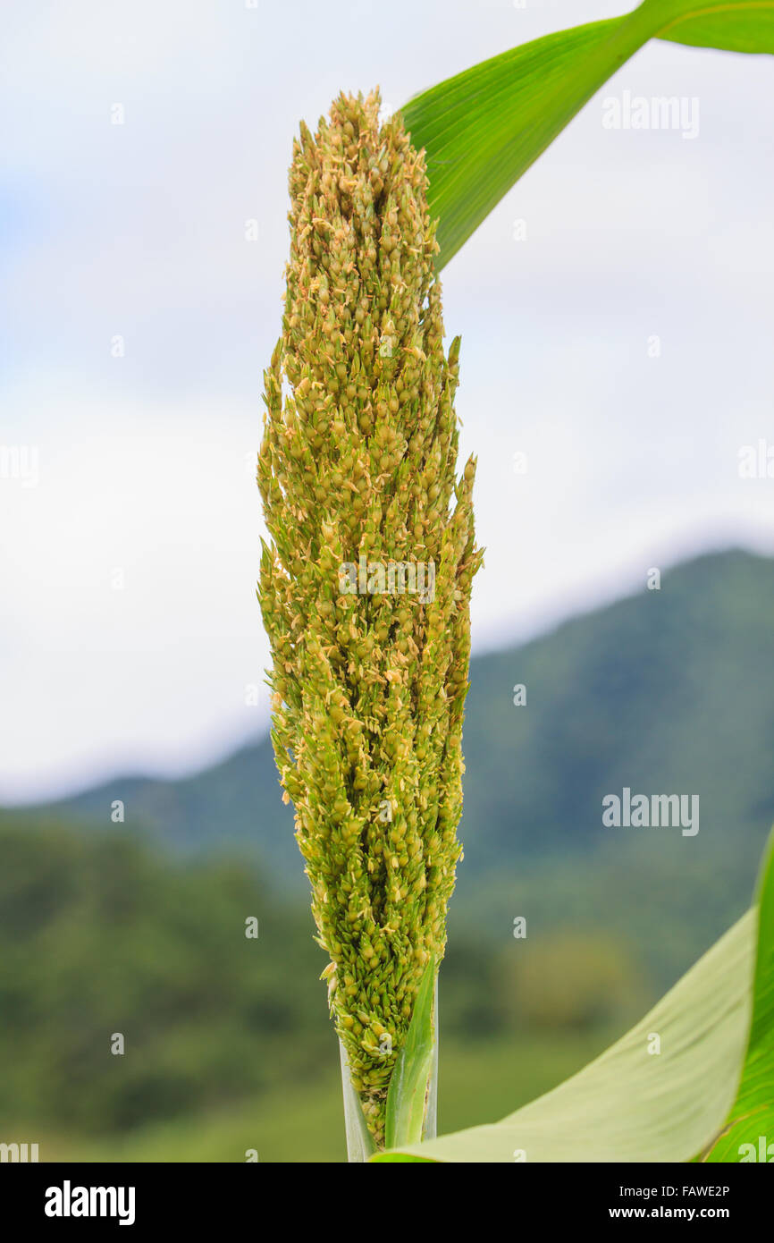 Il sorgo o miglio campo con cielo blu sullo sfondo Foto Stock