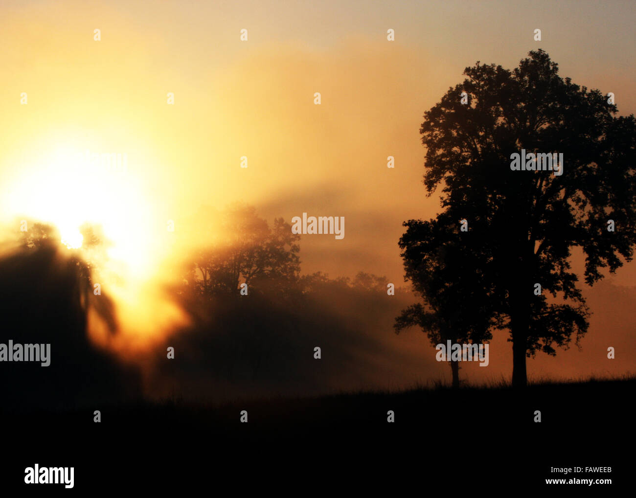 Sunrise Kanha National Park in Madhya Pradesh India Foto Stock