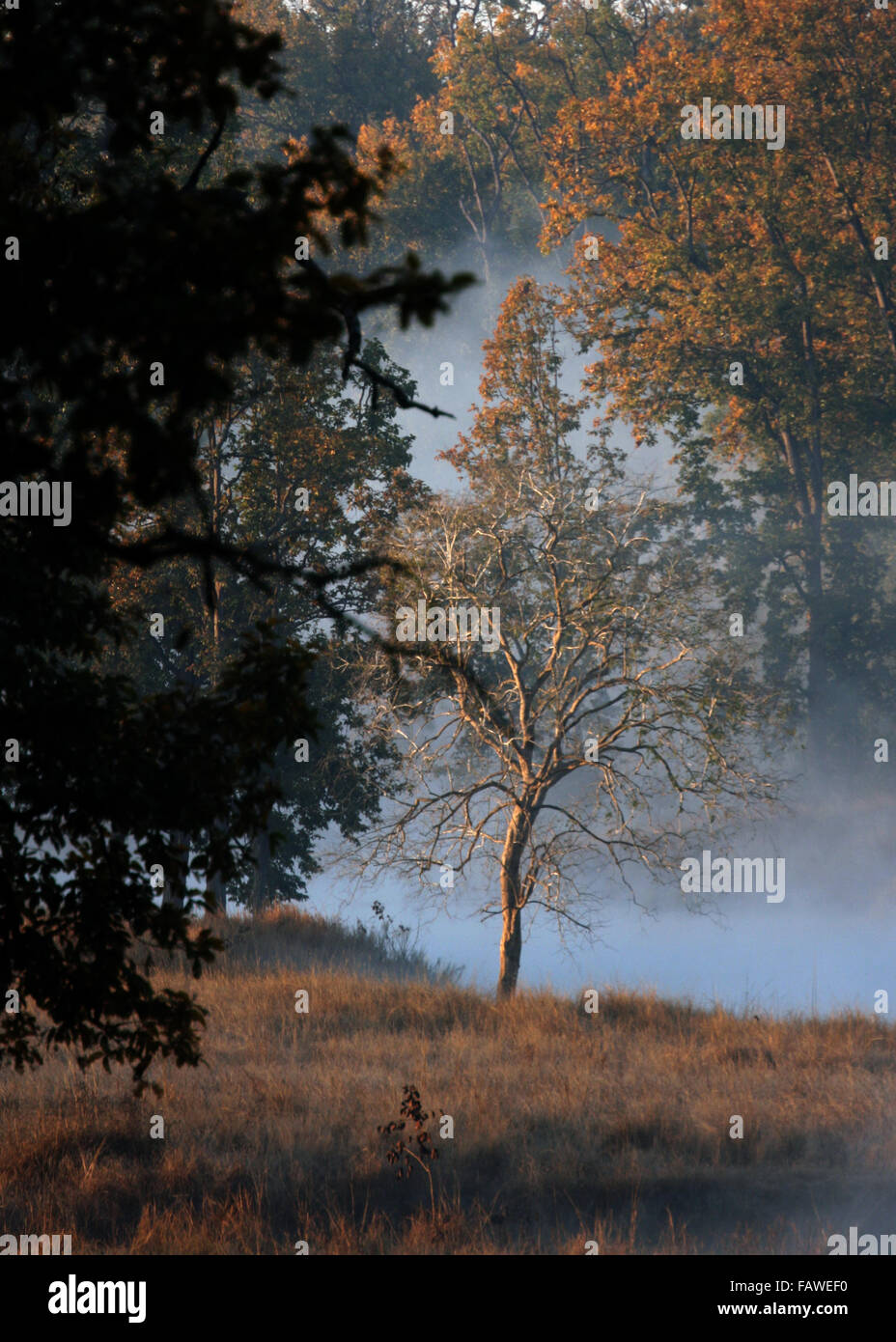 La mattina presto Kanha National Park in Madhya Pradesh India Foto Stock