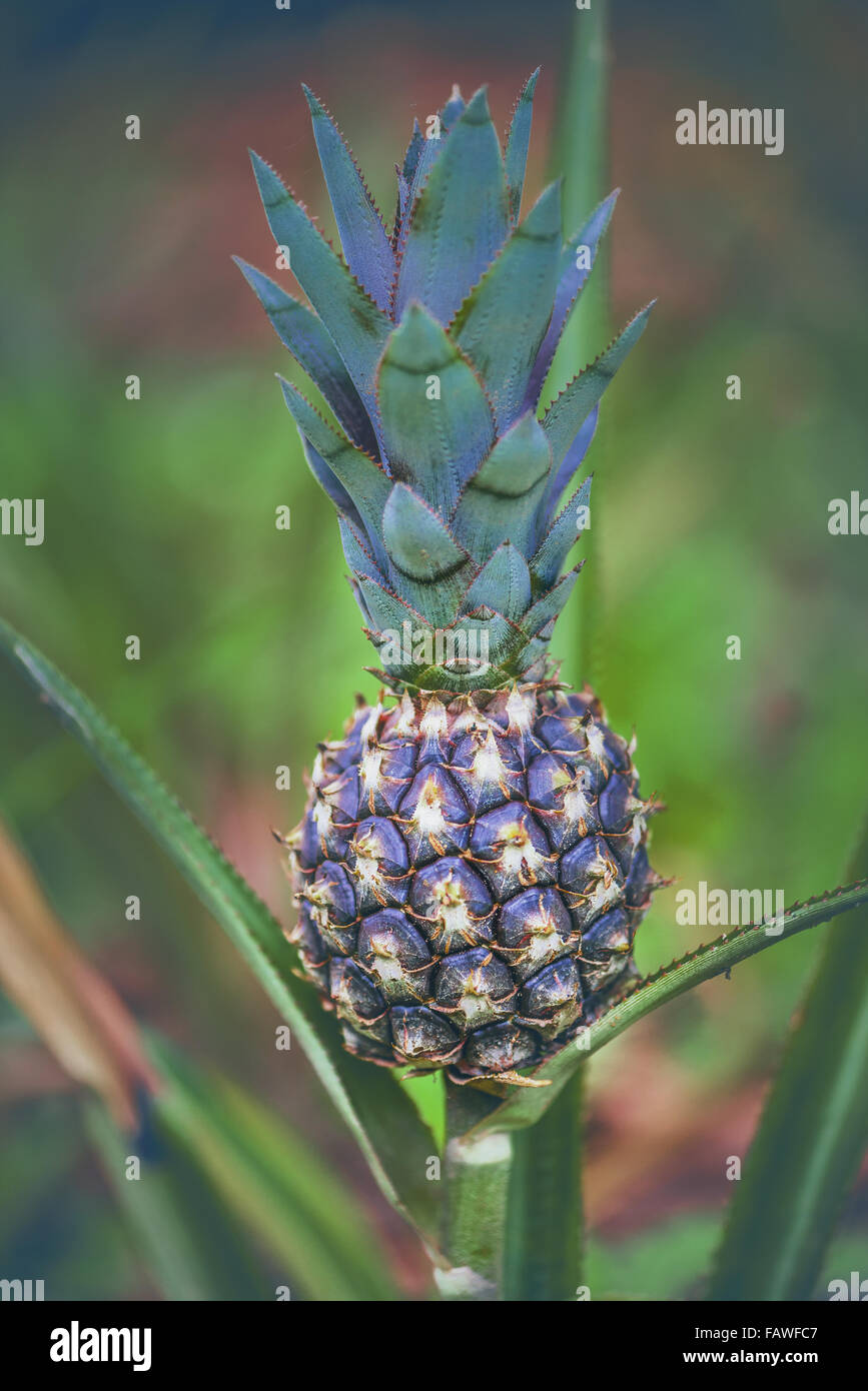 Ananas frutta ancora in fase di sviluppo. Immagine con profondità di campo. Foto Stock