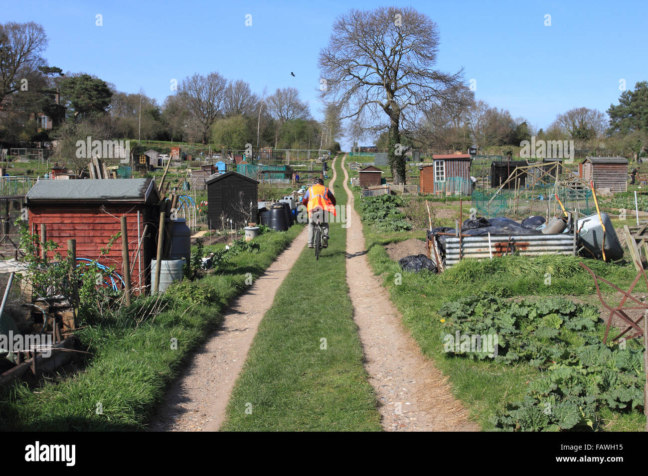 Riparto, orti, giardinaggio in estate tome.Norwich, Norfolk, Regno Unito Foto Stock