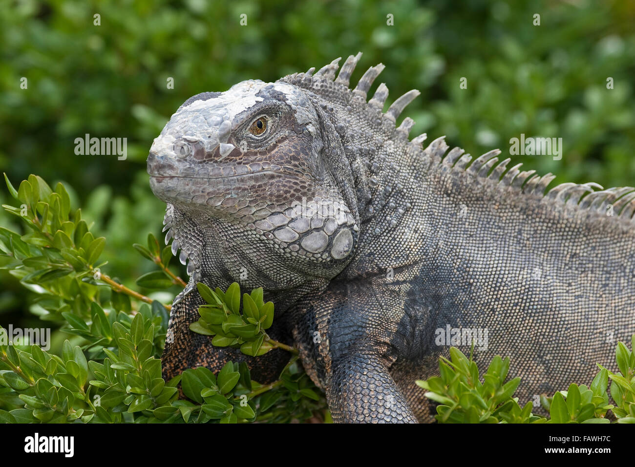 Verde, Iguana iguana comune, Grüner Leguan, Iguana iguana, Leguane, Iguanidae, Iguane vert, Iguane commun Foto Stock