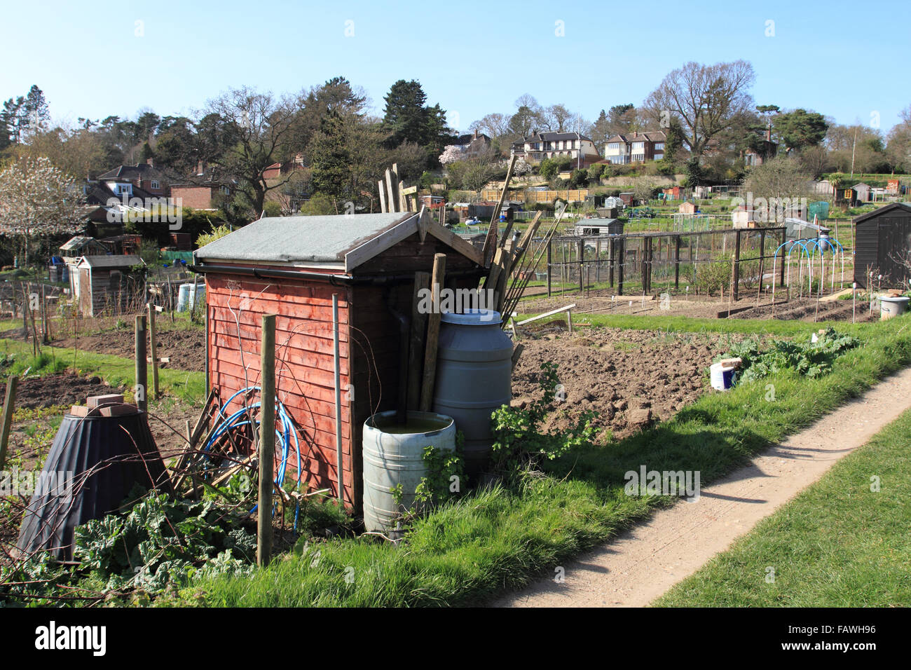 Riparto, orti, giardinaggio in estate tome.Norwich, Norfolk, Regno Unito Foto Stock