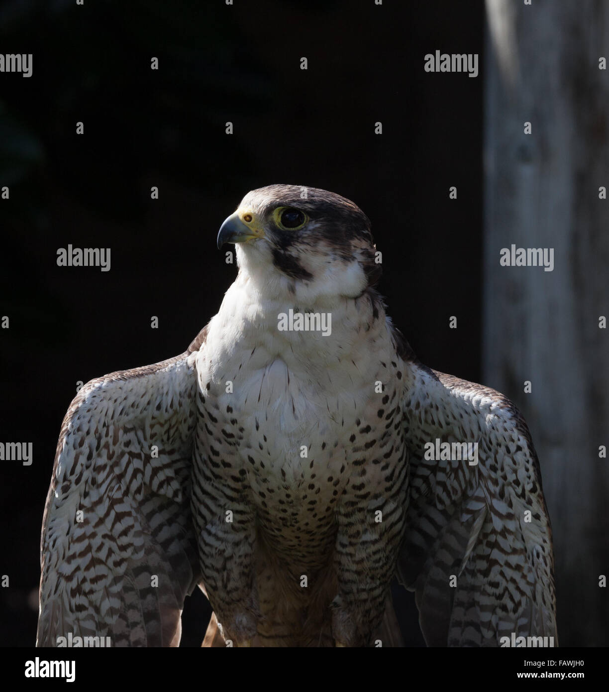 Peregrin Falcon e chiudere fino Foto Stock