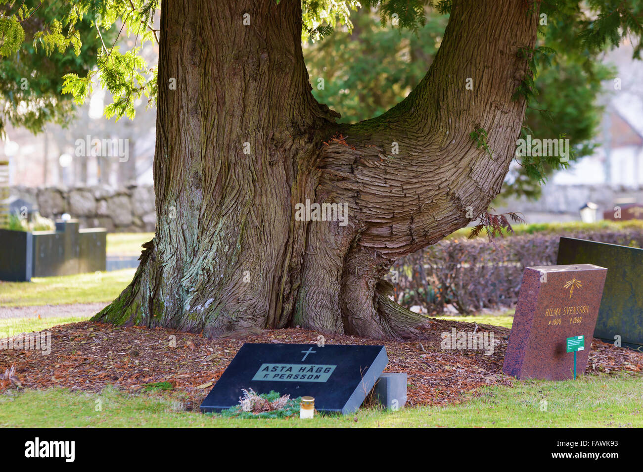 Ronneby, Svezia - 29 dicembre 2015: Decorative e crocked vecchio tronco di albero circondato da lapidi in un cimitero. La natura svolge Foto Stock