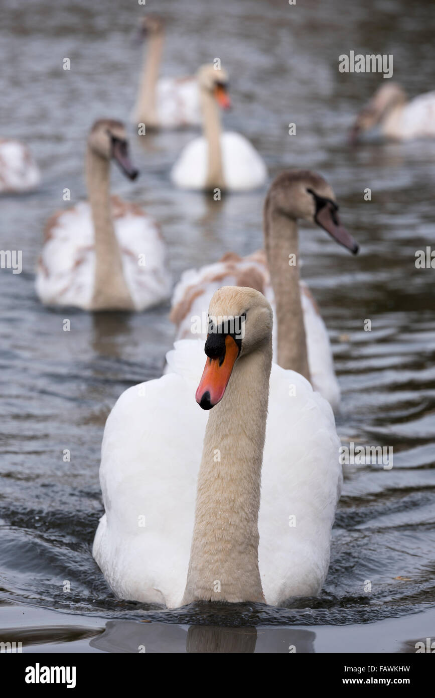 Cigno cob testa sulla famiglia leader del novellame e penna Foto Stock