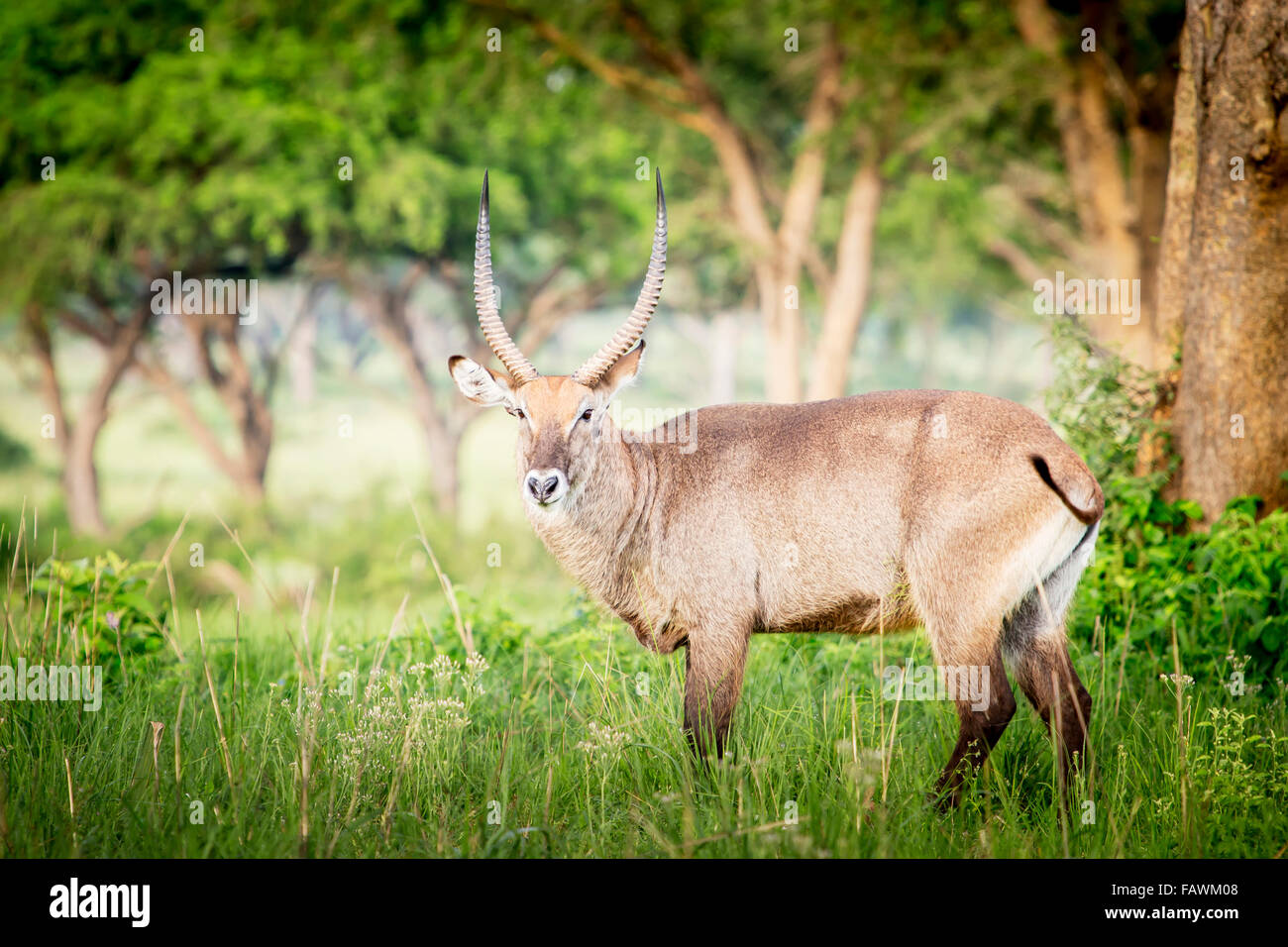 Waterbuck (Kobus ellipsiprymnus), Murchison Falls National Park; Uganda Foto Stock