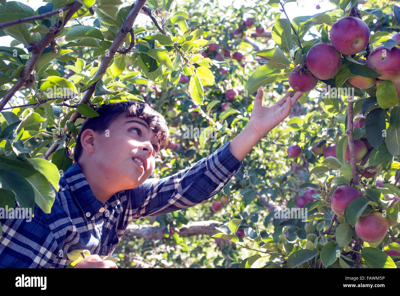 Ragazzo giovane la raccolta di mele in un meleto; Québec, Canada Foto Stock