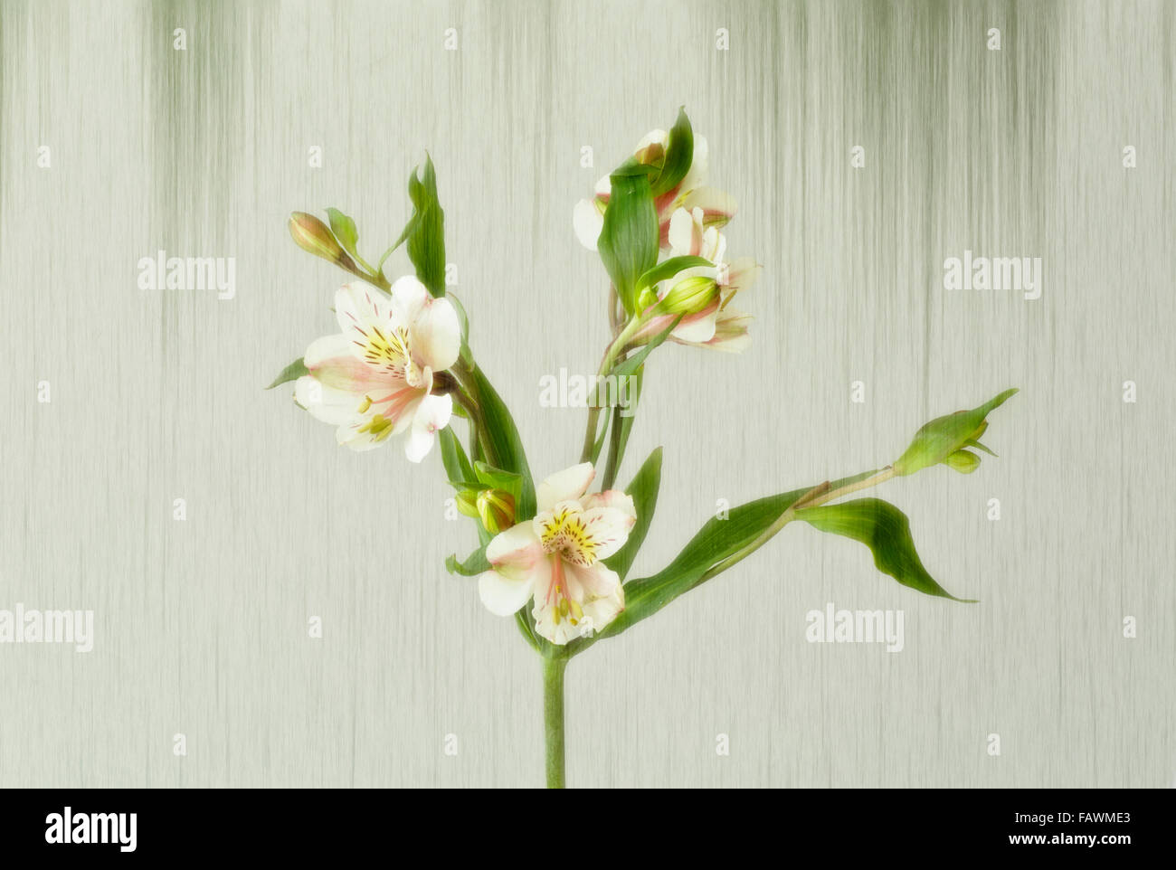 WA12500-00...WASHINGTON - un fiore da un allestimento floreale. Foto Stock