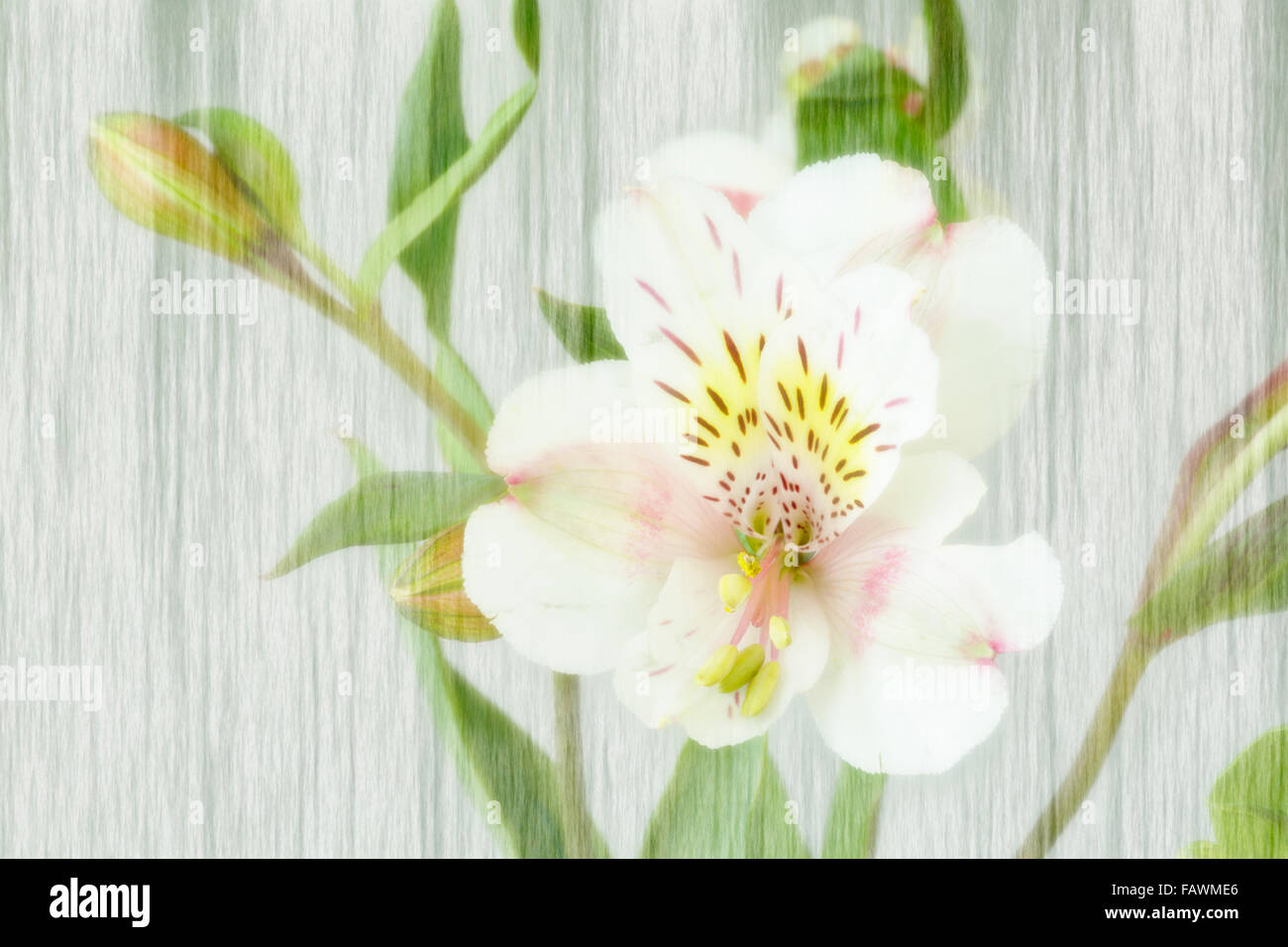 WA12501-00...WASHINGTON - un'orchidea da una composizione floreale. Foto Stock