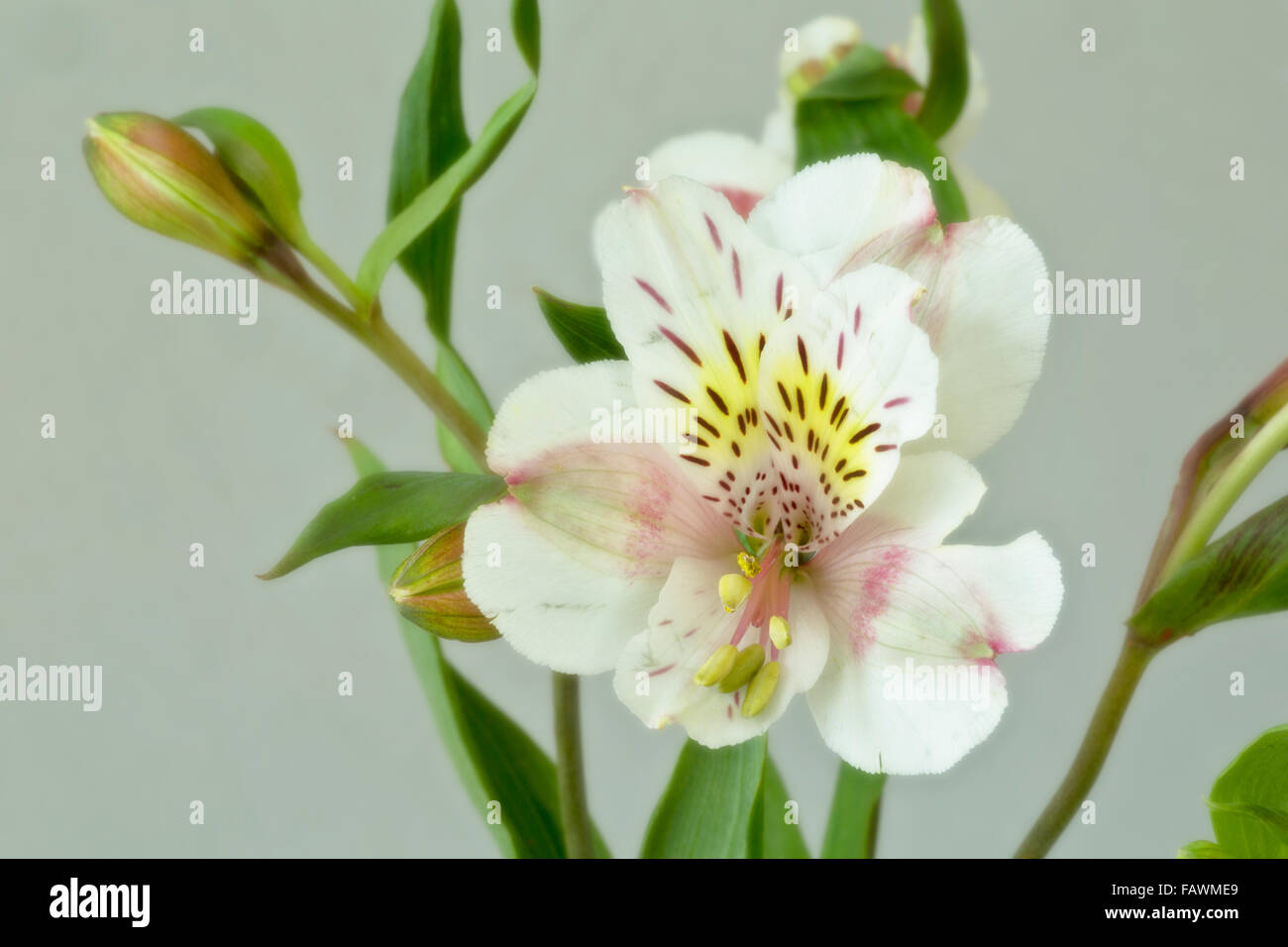 WA12502-00...WASHINGTON - un'orchidea da una composizione floreale. Foto Stock