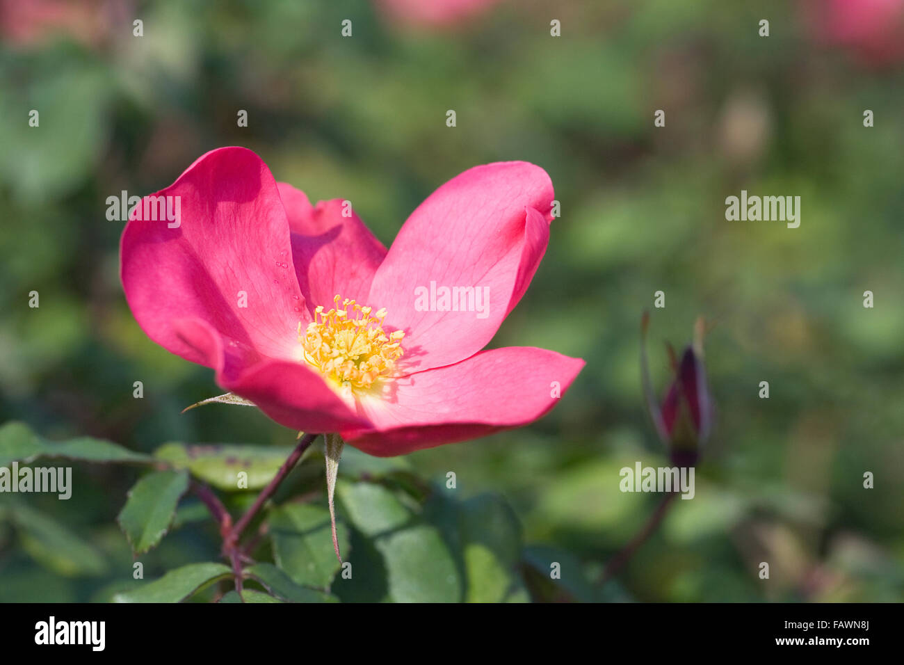 Rosa. Rose di Piccardia 'Ausfudge' Fiore. Foto Stock