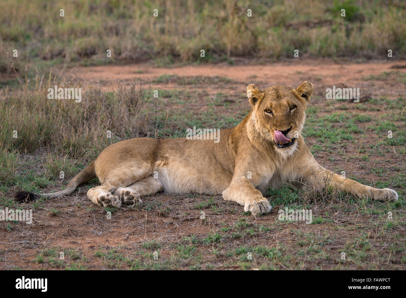 Leonessa (Panthera leo), Sabi Sands Game Reserve, Sabi Sabi Bush Lodge, Sud Africa Foto Stock