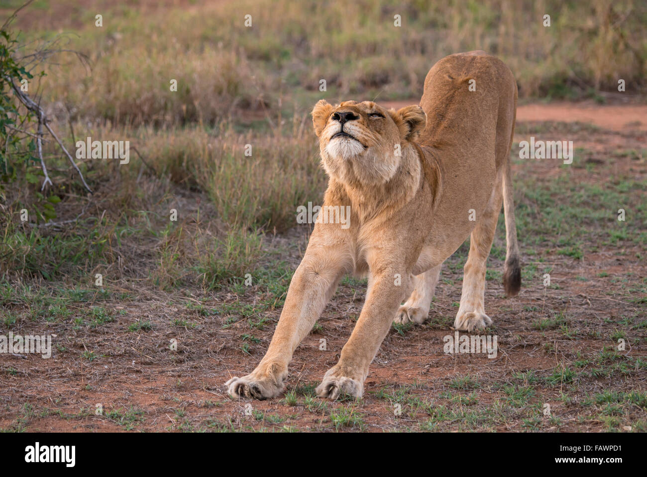 Leonessa (Panthera leo) stretching, Sabi Sands Game Reserve, Sabi Sabi Bush Lodge, Sud Africa Foto Stock