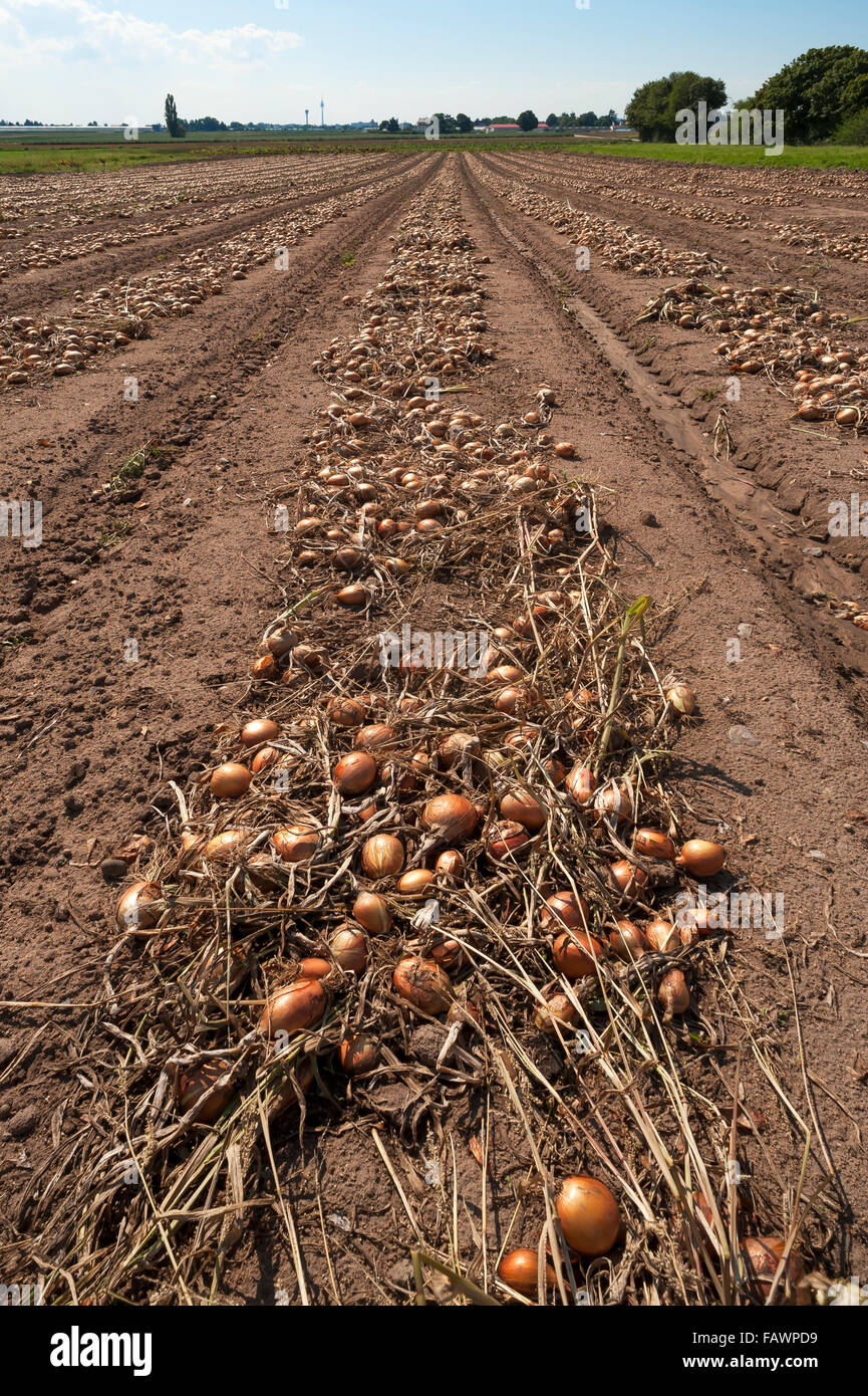 La coltivazione di cipolla in 'aglio paese", vegetale crescente area nel Höfles vicino a Norimberga, Media Franconia, Baviera, Germania Foto Stock