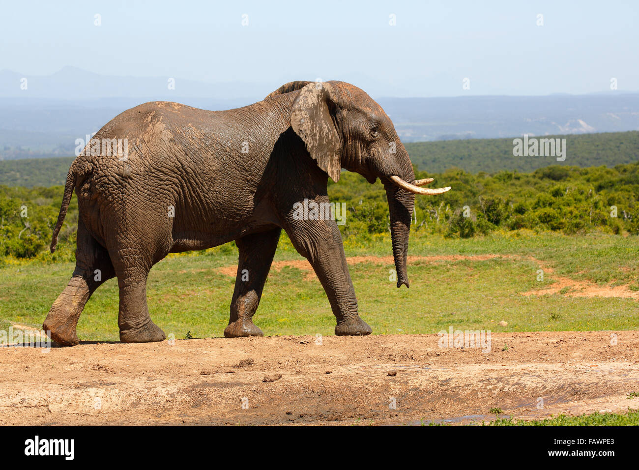 Bush africano Elefante africano (Loxodonta africana), Addo Elephant National Park, Capo orientale, Sud Africa Foto Stock