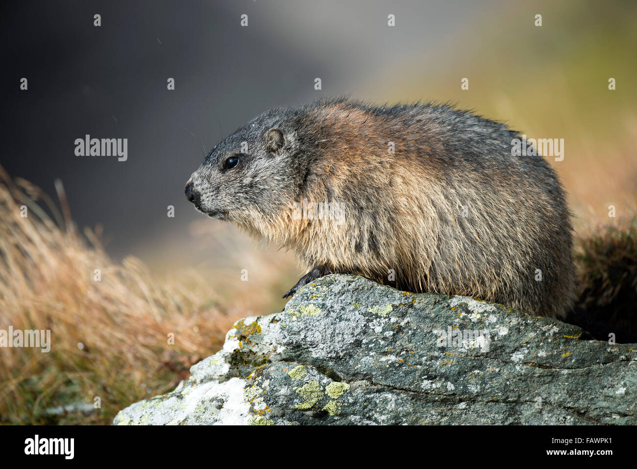 Alpine marmotta (Marmota marmota), Kaiser-Franz-Josefs-Höhe, Alti Tauri Parco Nazionale della Carinzia, Austria Foto Stock