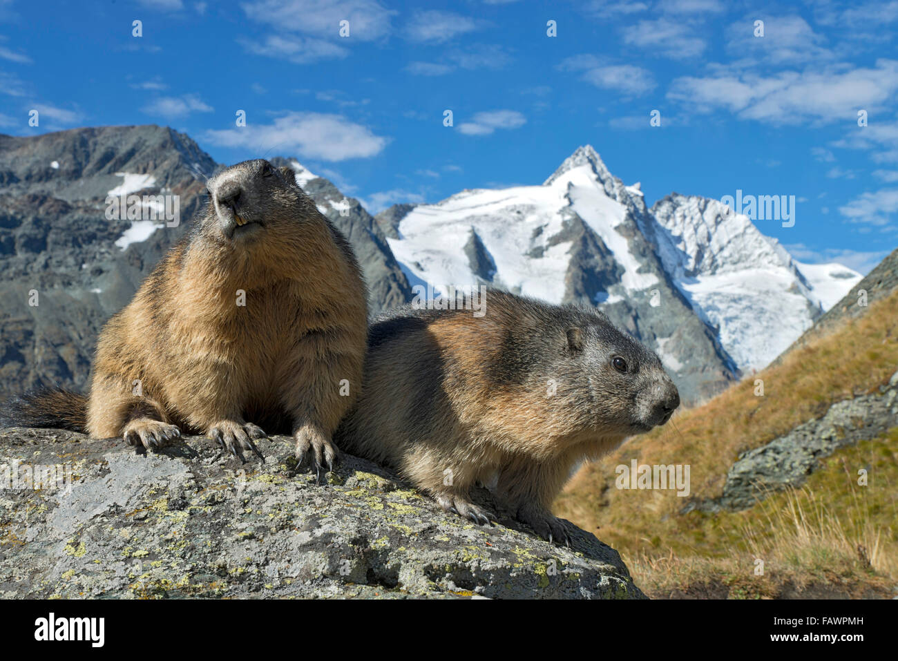 Marmotte (Marmota marmota), Grossglockner dietro, Kaiser-Franz-Josefs-Höhe, Alti Tauri Parco Nazionale della Carinzia, Austria Foto Stock