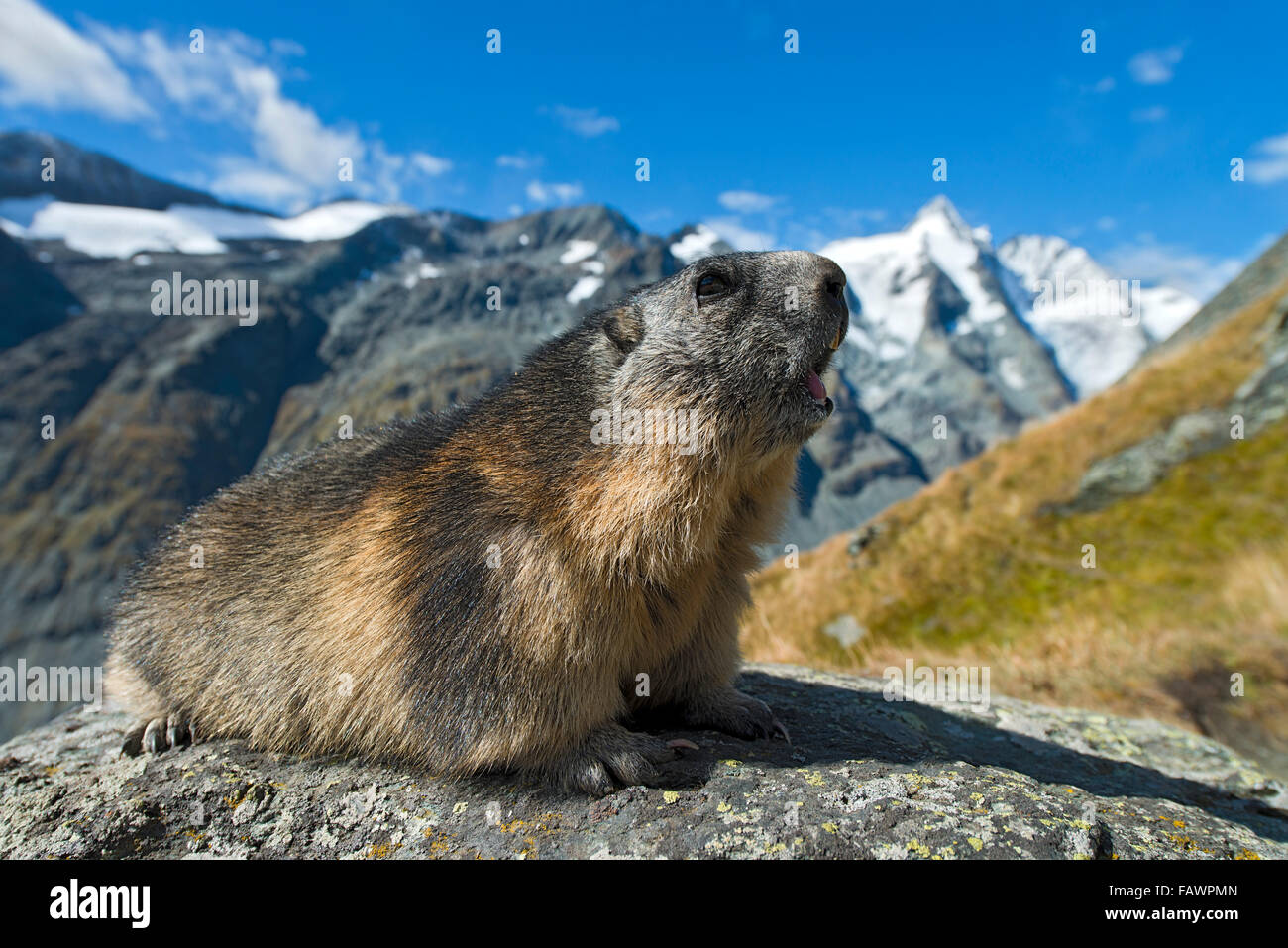 Alpine marmotta (Marmota marmota), Grossglockner dietro, Kaiser-Franz-Josefs-Höhe, Alti Tauri Parco Nazionale della Carinzia, Austria Foto Stock