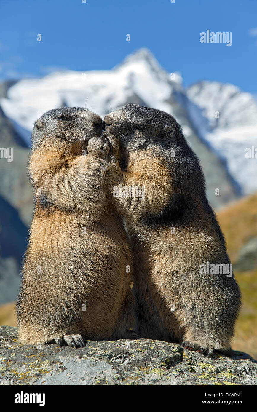 Marmotte (Marmota marmota), Grossglockner dietro, Kaiser-Franz-Josefs-Höhe, Alti Tauri Parco Nazionale della Carinzia, Austria Foto Stock