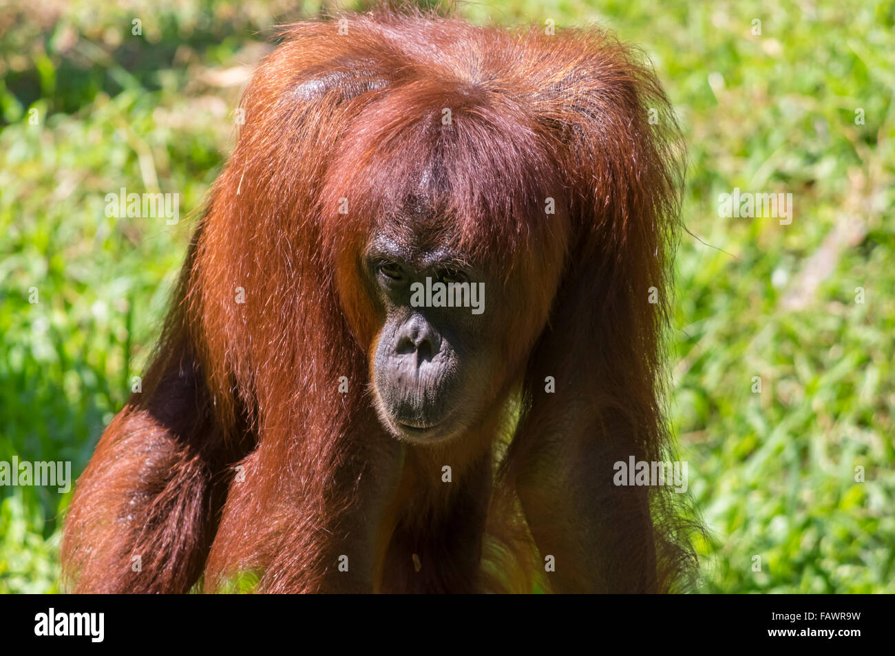 Captive Bornean orangutan (Pongo pygmaeus) in Lok Kawi Wildlife Park, Borneo Malese. Sulla terra, la testa abbassata, guardando verso l'alto. Foto Stock