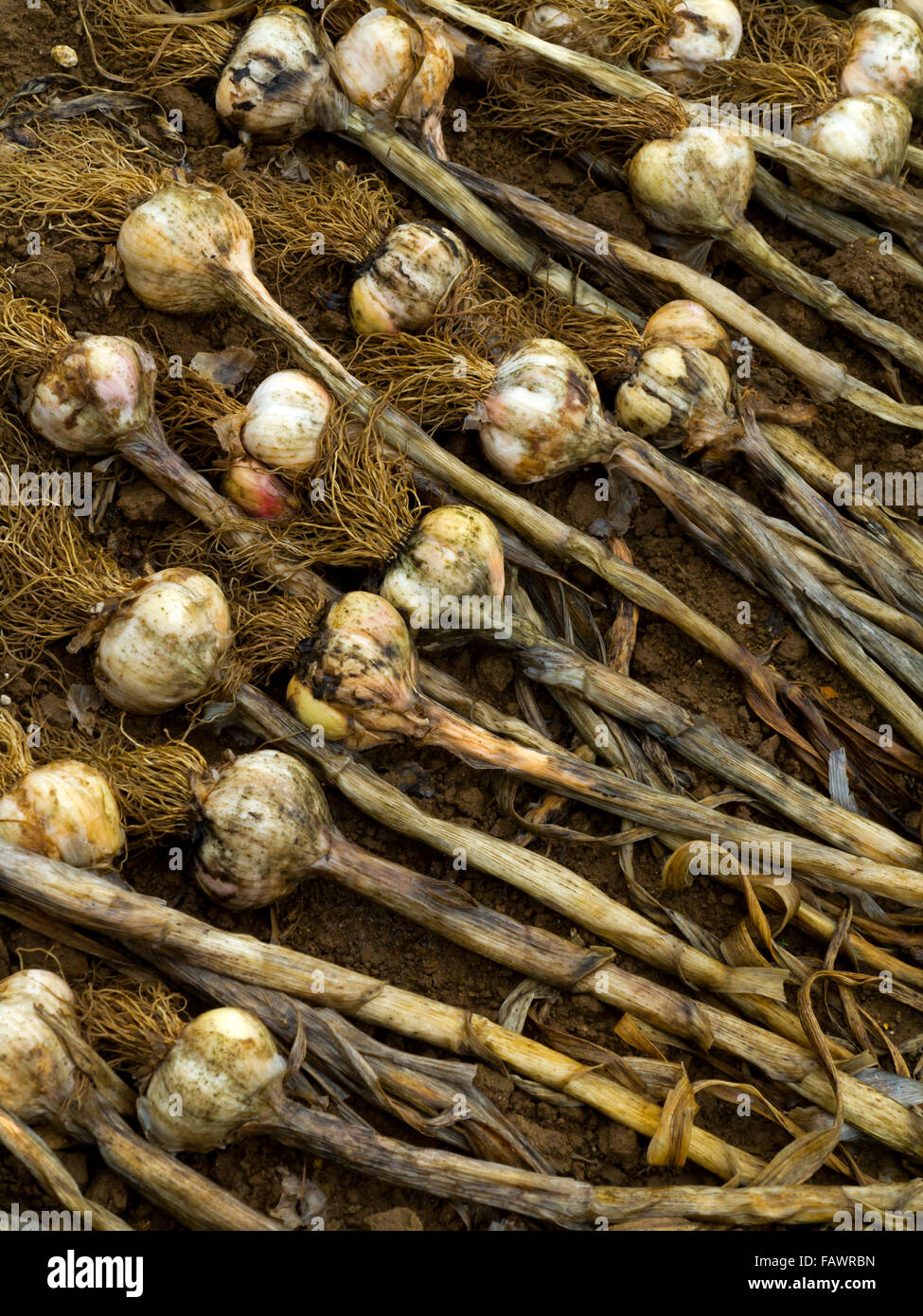 Allium sativum comunemente noto come aglio una specie del genere di cipolla Allium utilizzato per culinario e scopi medicinali Foto Stock