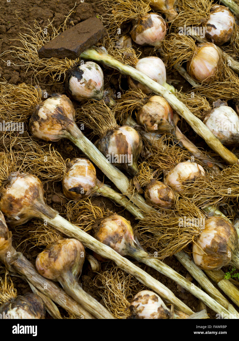 Allium sativum comunemente noto come aglio una specie del genere di cipolla Allium utilizzato per culinario e scopi medicinali Foto Stock
