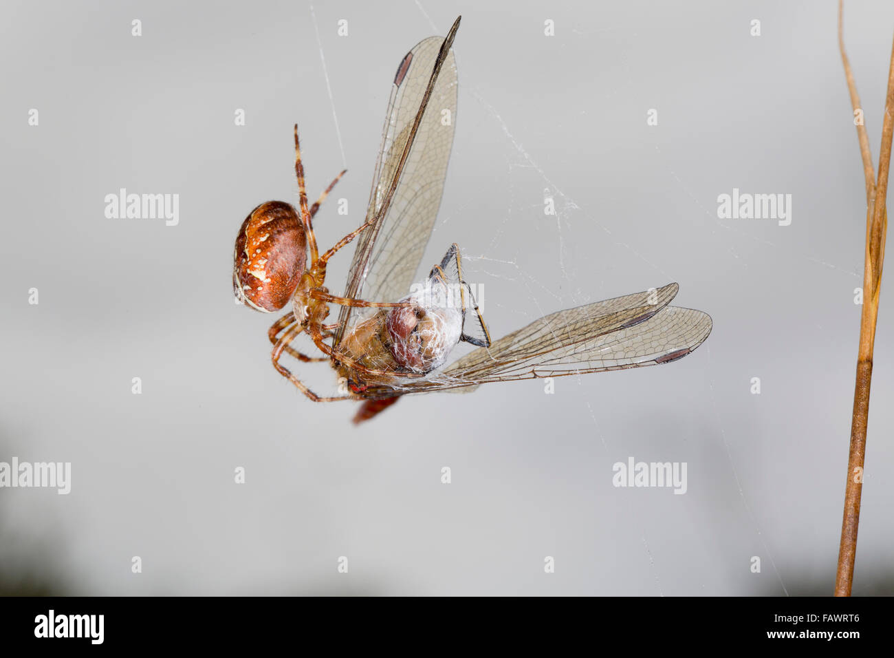 Giardino Spider; Araneus diadematus singolo con comuni Darter Dragonfly preda Cornwall, Regno Unito Foto Stock