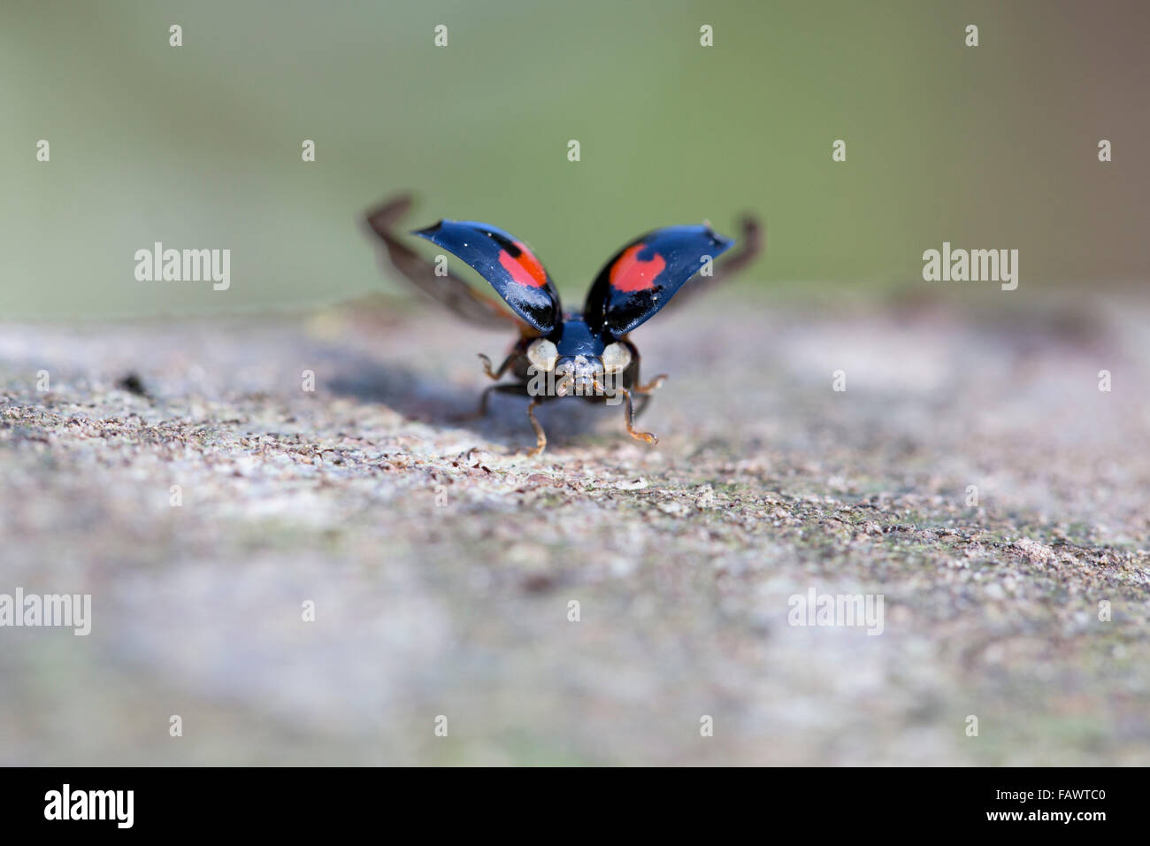 Harlequin Ladybird; Harmonia axyridis singolo con ali; Cornovaglia; Regno Unito Foto Stock