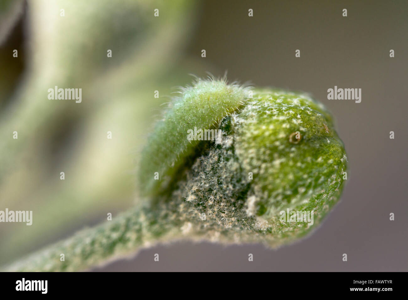 Holly Blue Butterfly Larva; Celastrina argiolus Caterpillar singolo su Ivy germoglio di fiore; Cornovaglia; Regno Unito Foto Stock