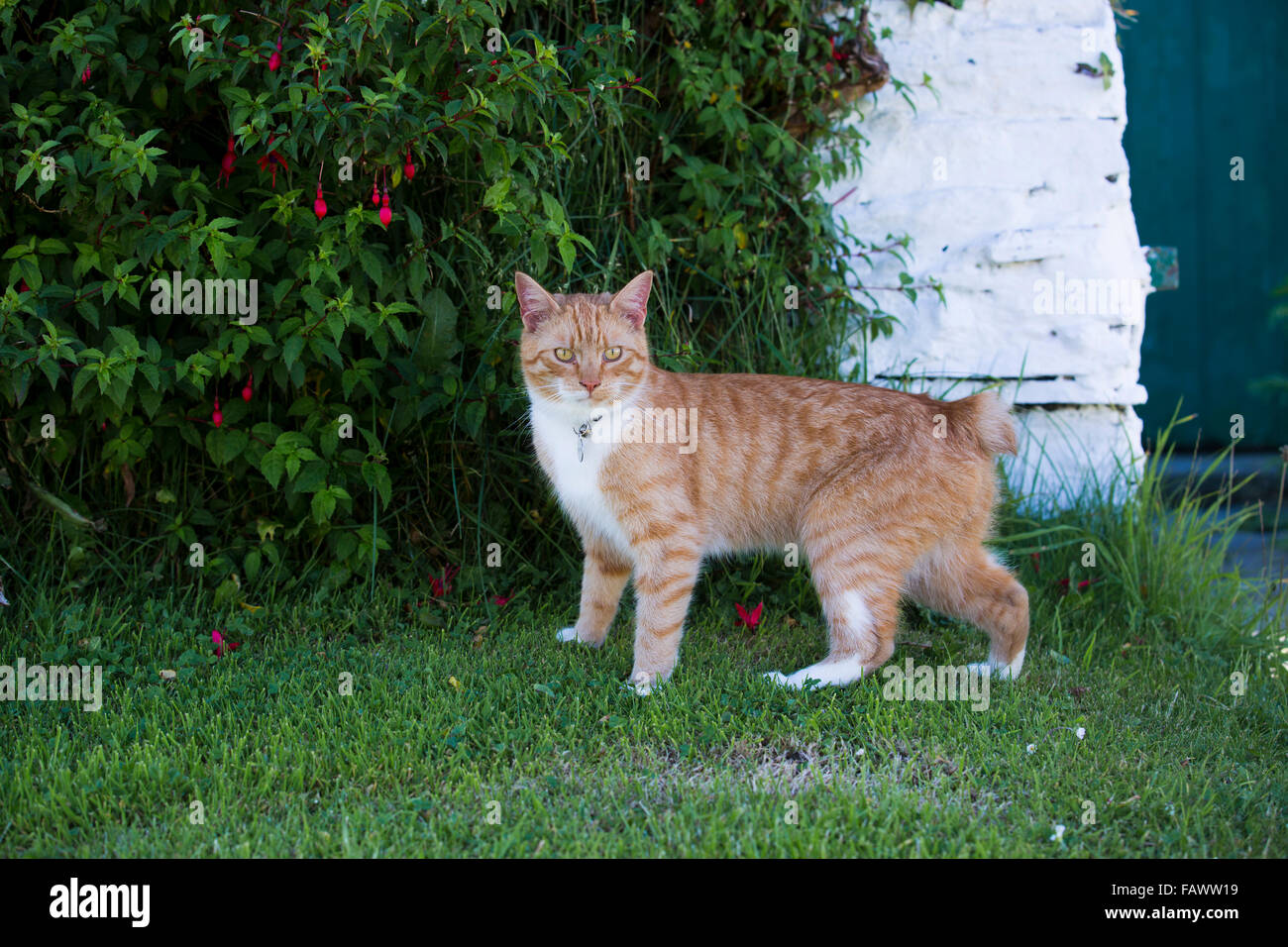 Manx Cat; singolo nel giardino Cregneash; Isola di Man; Regno Unito Foto Stock