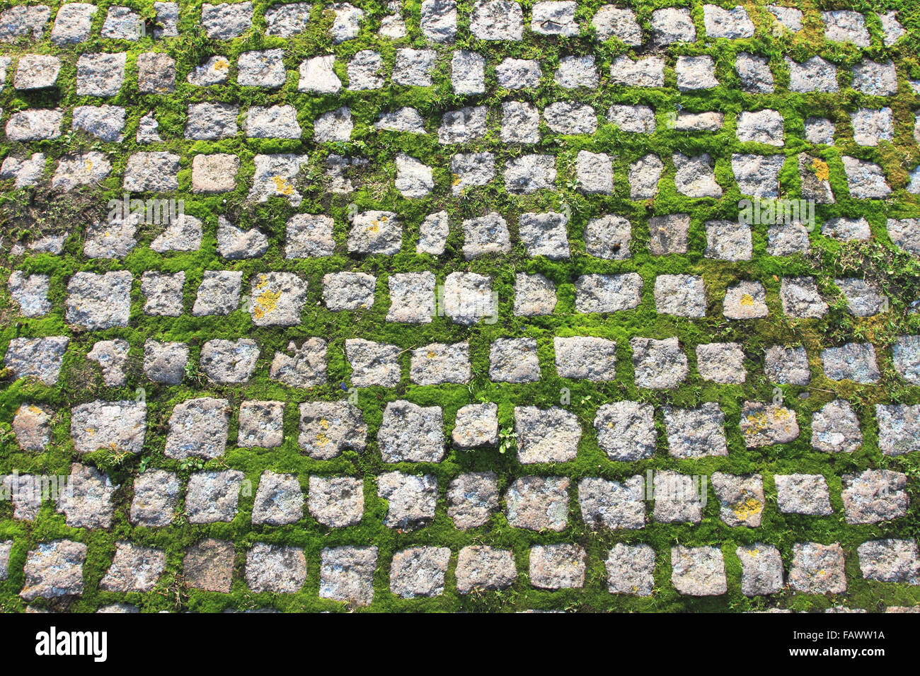 Pietre di pavimentazione coperte di muschio, blocchi di pietra sul terreno, Norfolk, Regno Unito Foto Stock