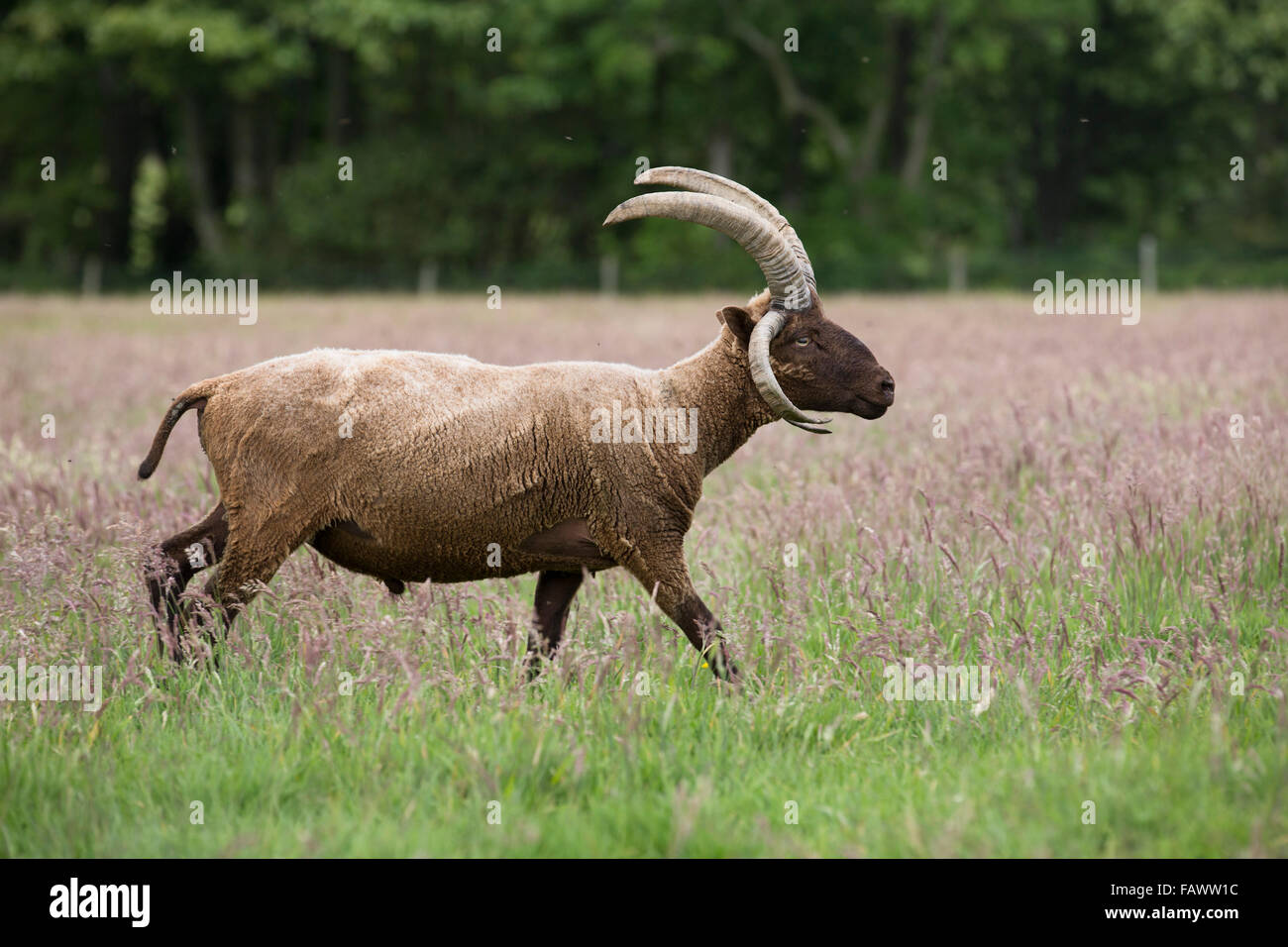 Manx Loaghtan Ram; a piedi unico nel campo dell' Isola di Man; Regno Unito Foto Stock