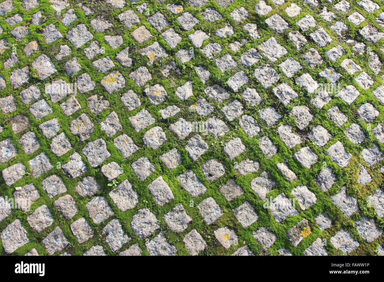 Pietre di pavimentazione coperte di muschio, blocchi di pietra sul terreno, Norfolk, Regno Unito Foto Stock