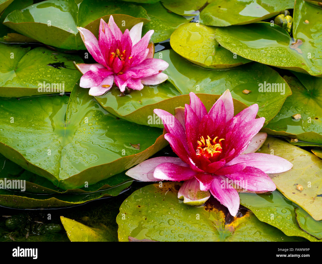 Ninfee Nymphaeaceae con viola e petali di rosa che cresce su un laghetto con foglie di colore verde Foto Stock