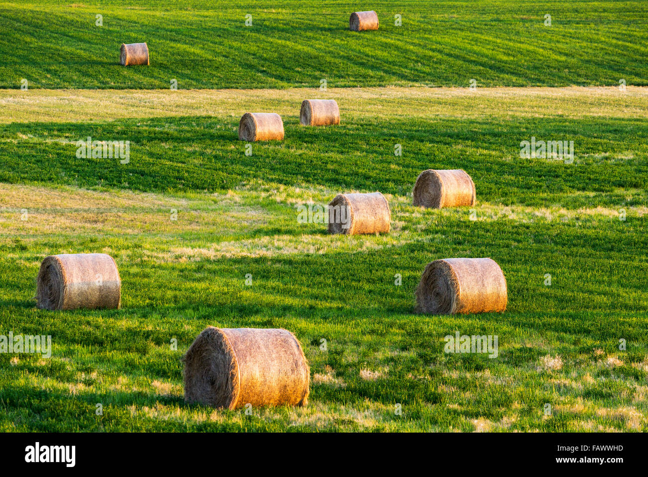 Rotondo grande balle di fieno in un taglio di erba medica; campo Alberta, Canada Foto Stock