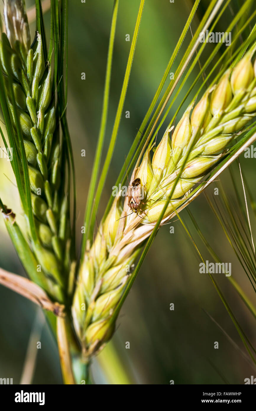 Close up di orzo beetle su orzo acerbo testa; Acme, Alberta, Canada Foto Stock