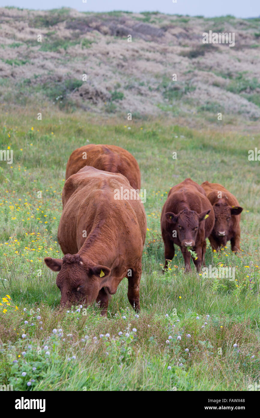 Red Devon bovini; pascolo del bestiame Cornwall, Regno Unito Foto Stock