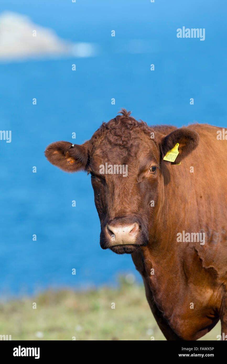 Rosso rubino Devon mucca Isole Scilly; Regno Unito Foto Stock
