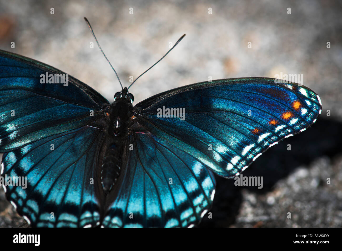 Red-spotted Butterfly (Limenitis arthemis) assorbe la luce del sole; Vian, Oklahoma, Stati Uniti d'America Foto Stock