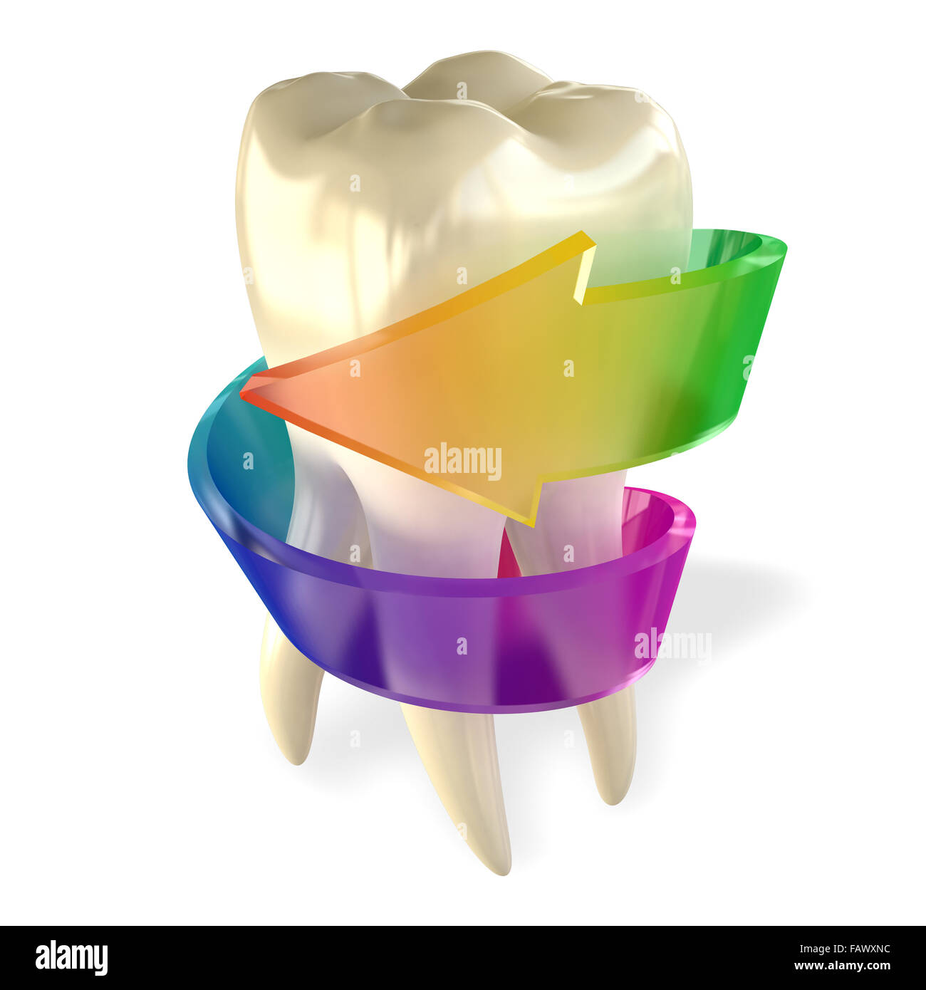 Denti sani molare isolato su bianco Foto Stock