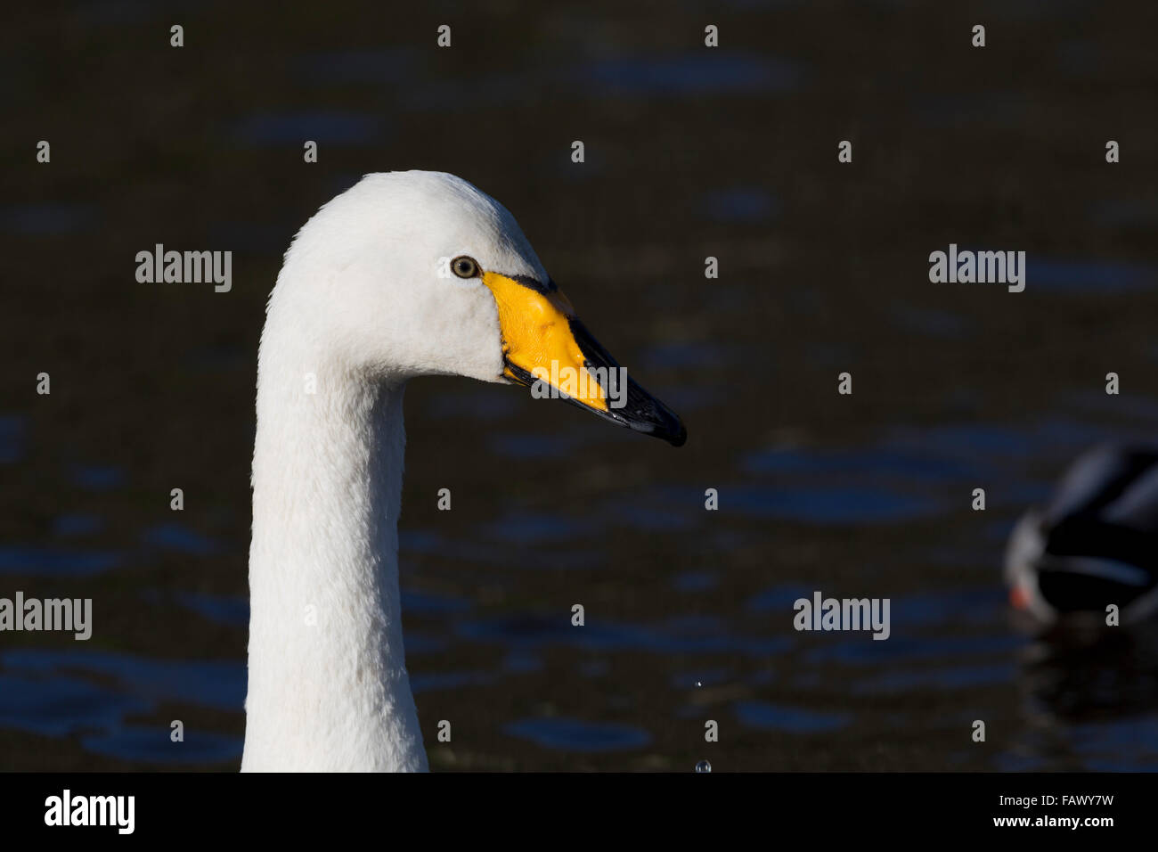 Whooper Swan; Cygnus cygnus unico ritratto Helston in barca il lago; Cornovaglia; Regno Unito Foto Stock
