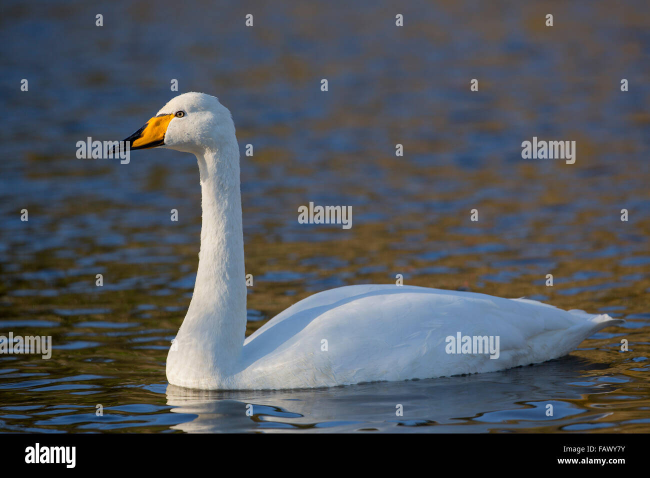 Whooper Swan; Cygnus cygnus singolo su acqua; Cornovaglia; Regno Unito Foto Stock