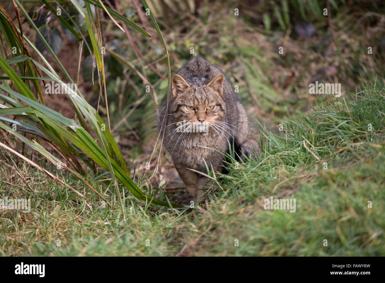 Wildcat; Felix sylvestris singolo; Regno Unito Foto Stock