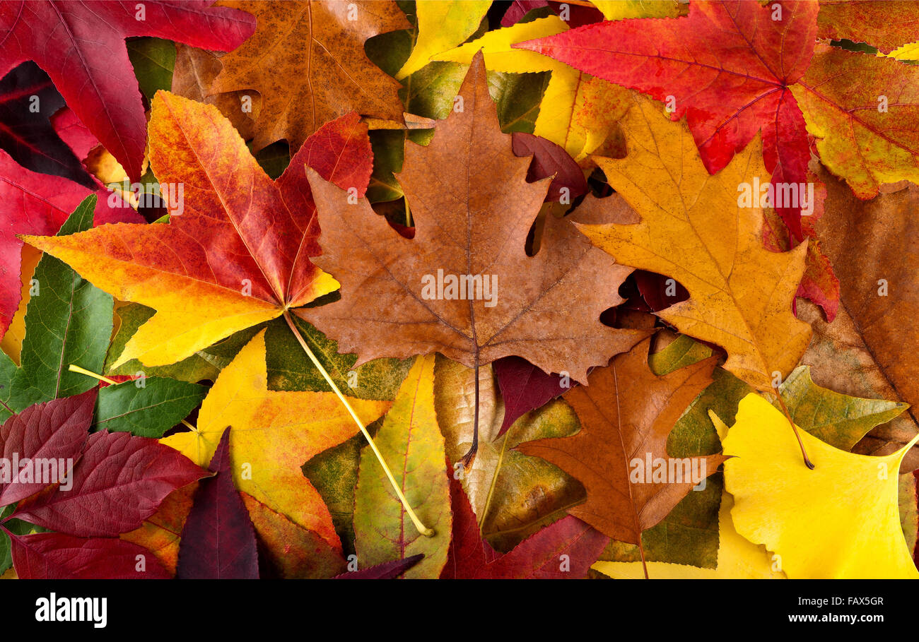 Autunnale di sfondo con foglie multicolori Foto Stock