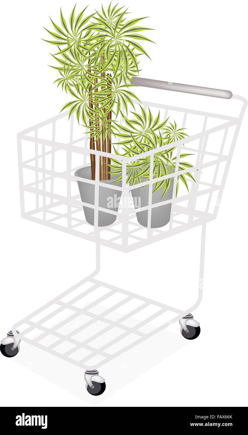 Un carrello pieno con due Dracaena pianta o Yucca Albero in vaso di Fiori per Decorazione giardino isolato su uno sfondo bianco. Illustrazione Vettoriale