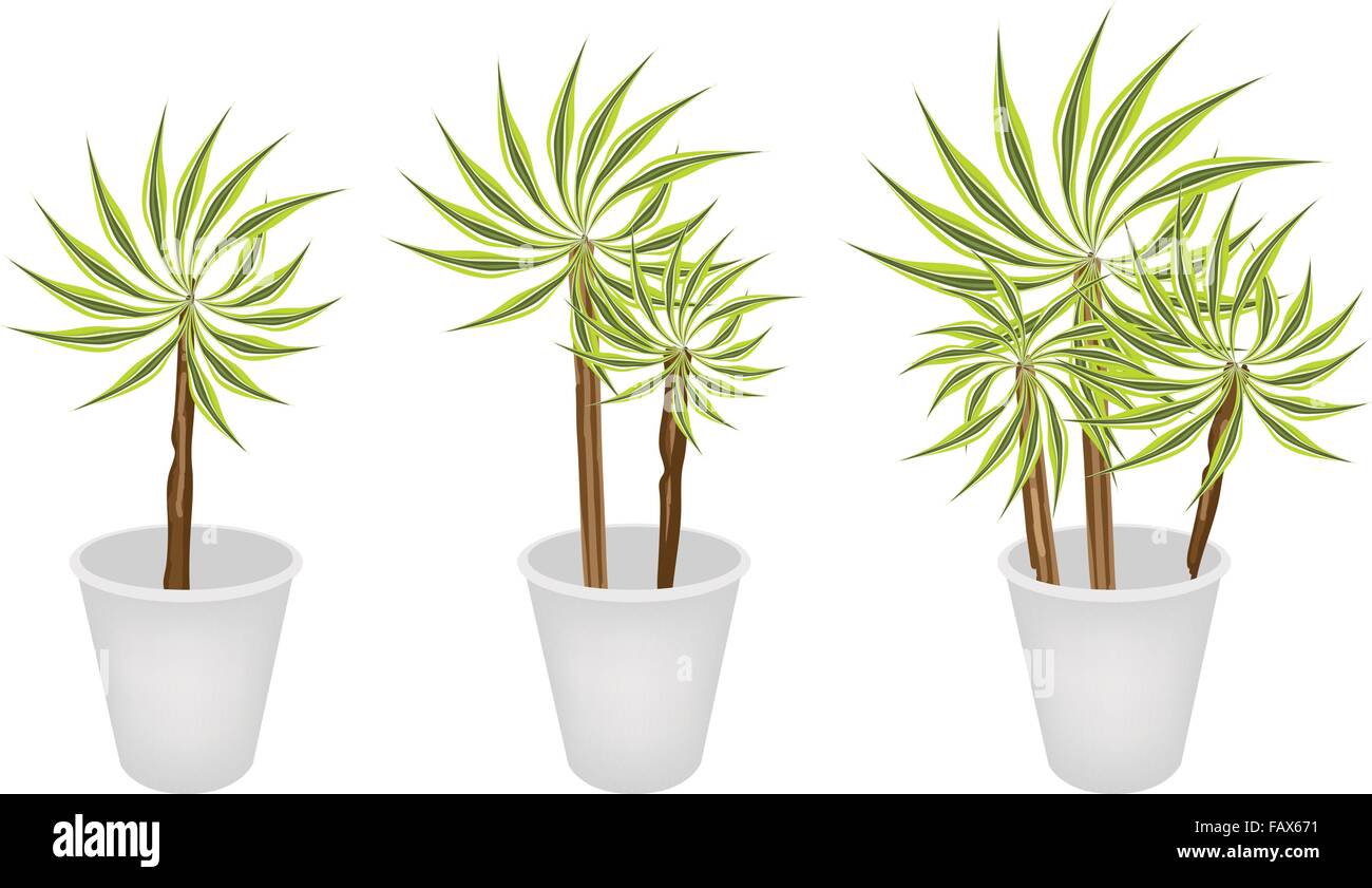 Dracaena piante o alberi di Yucca in tre vaso di Fiori per Decorazione giardino isolato su uno sfondo bianco. Illustrazione Vettoriale