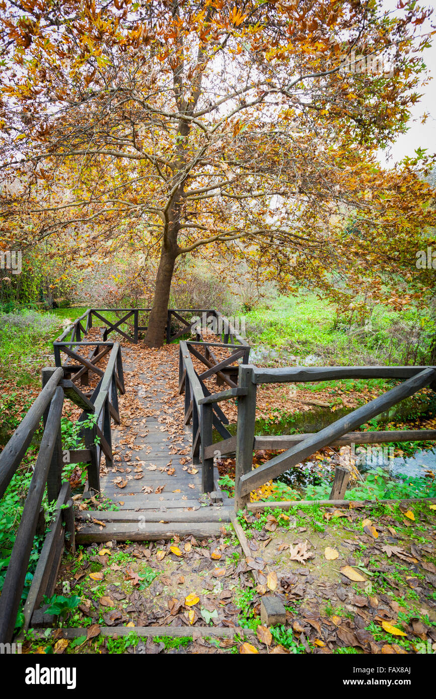 Il Boardwalk, stream e albero in autunno; Mieza, Grecia Foto Stock